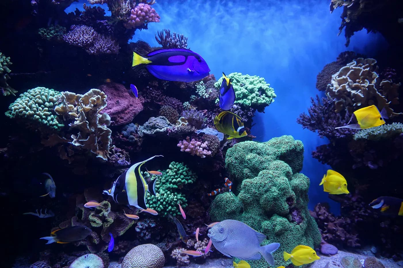 Fondo de acuario de arrecife